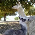 Naturiste Riva Bella 4* * Linguizzetta