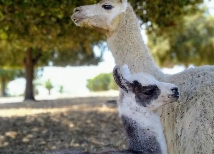 Naturiste Riva Bella 4* * Linguizzetta